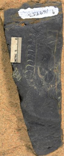 Annularia sp.