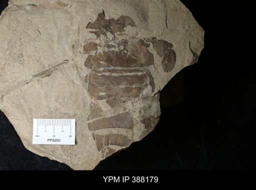 Erieopterus sp.