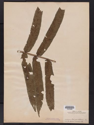 Athyrium