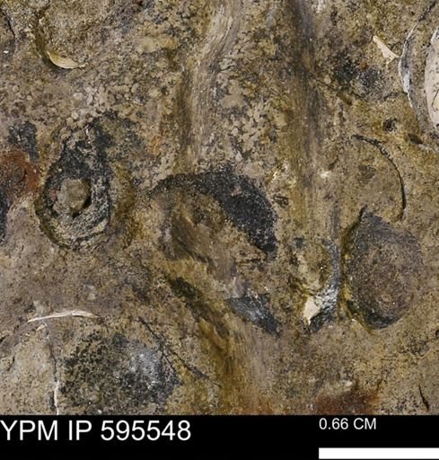 Protocardia sp.