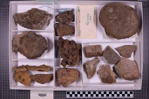 mixed taxa, stratigraphic collection