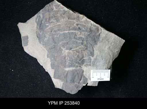 Dolichopterus macrocheirus