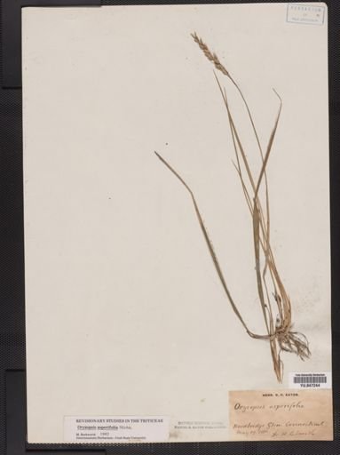 Oryzopsis asperifolia