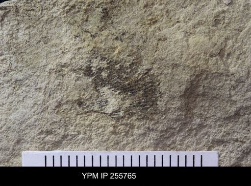 Bivalvia?