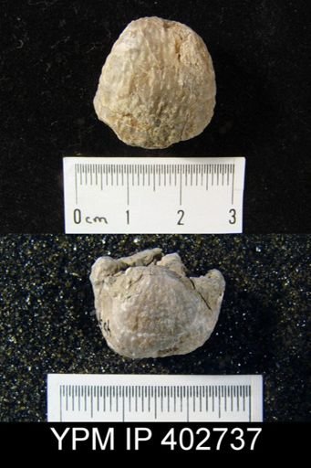Productus sp.