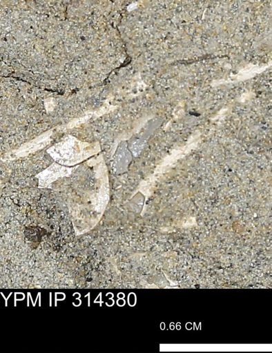 undet. Scaphopoda