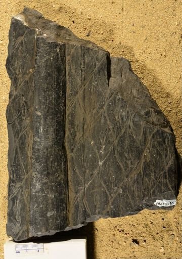 Lepidodendron sp.