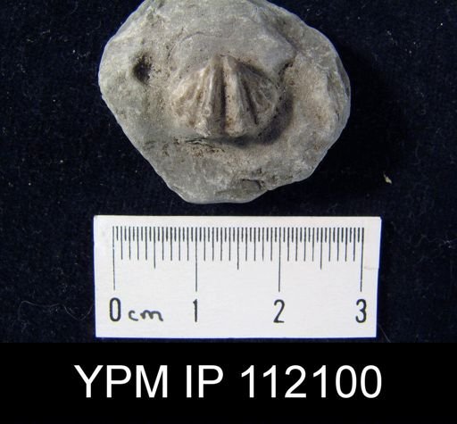 Spirifer sp.