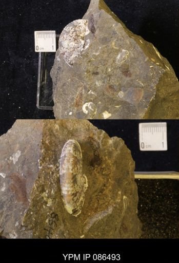 Hoploscaphites birkelundi