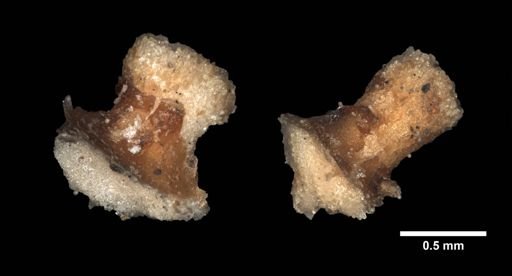 Leptasterias epichlora alaskensis