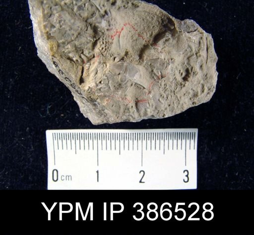 Sowerbyella sp.