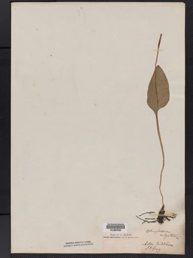 Ophioglossum vulgatum