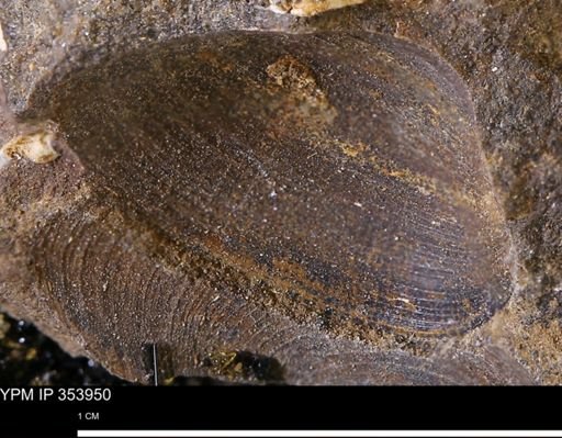 Limopsis striatopunctatus