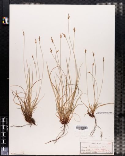 Carex artitecta