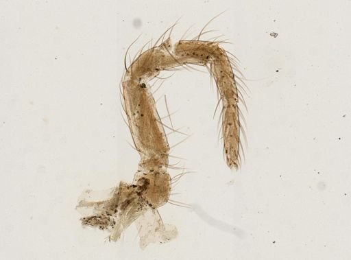Araneae