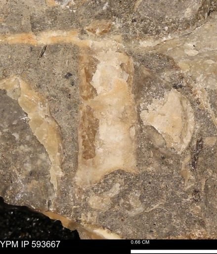 Baculites sp.