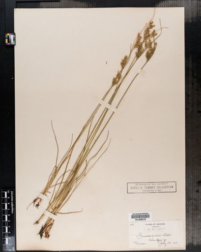 Juncus tenuis