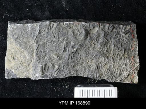 Tentaculites sp.