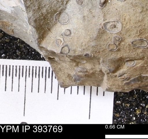 undet. Serpulidae
