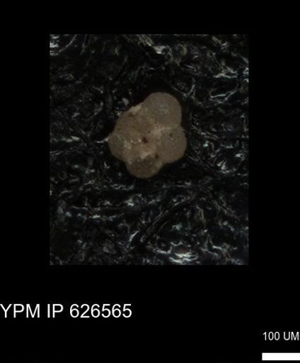 undet. Foraminiferida