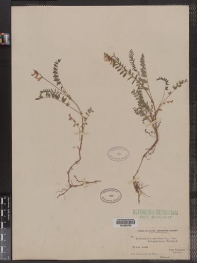 Astragalus alpinus