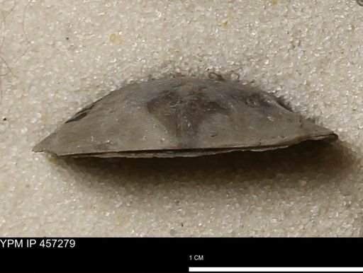 Pholidostrophia iowaensis