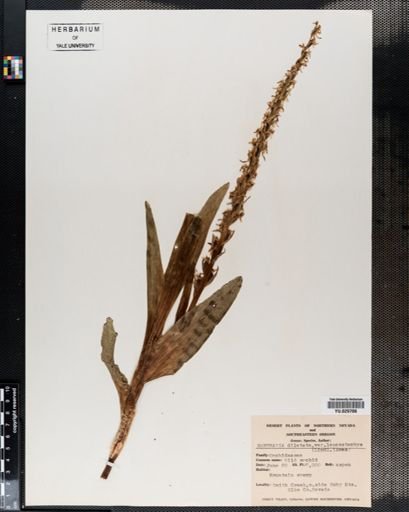 Plantae
