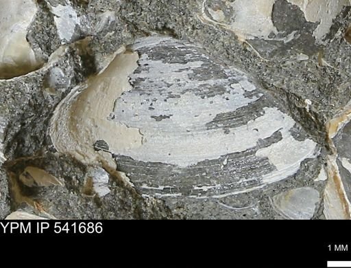 Limopsis striatopunctatus