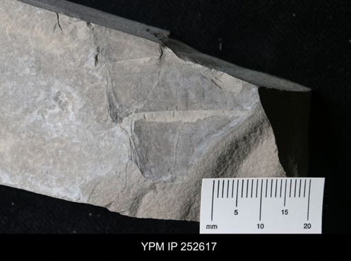 undet. Eurypterida