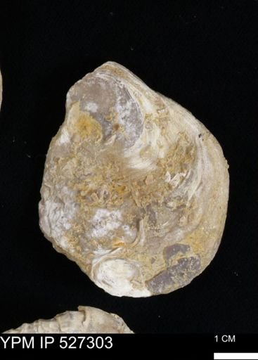 Gryphaea mucronata