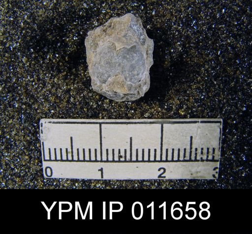 Marginifera cristobalensis