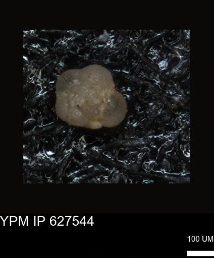undet. Foraminiferida