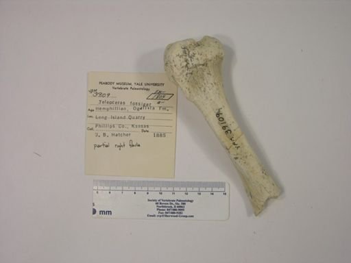 Teleoceras fossiger