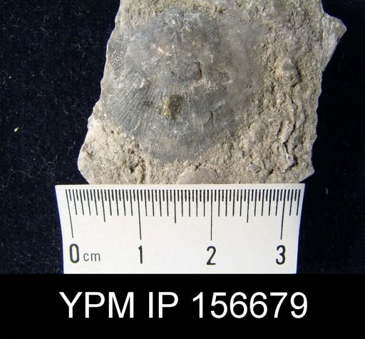 Brachyprion anticostiensis