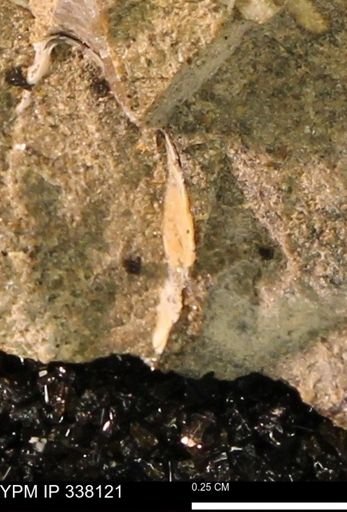 undet. Bivalvia