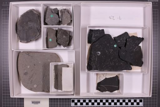 mixed taxa, stratigraphic collection