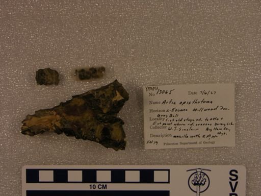 Arfia opisthotoma