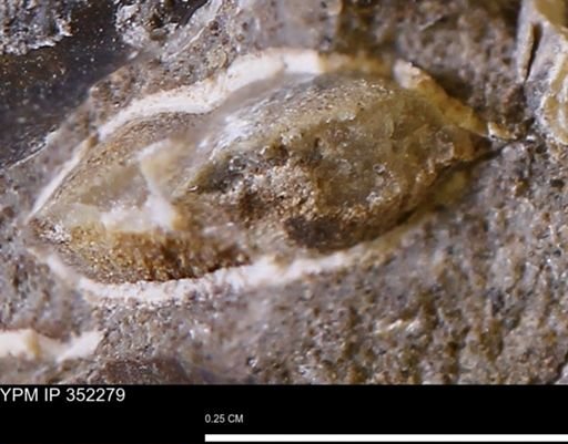 undet. Bivalvia