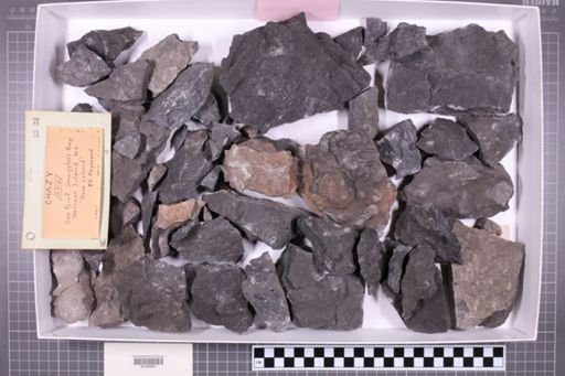 mixed taxa, stratigraphic collection