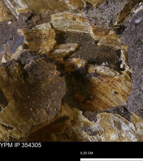 undet. Bivalvia