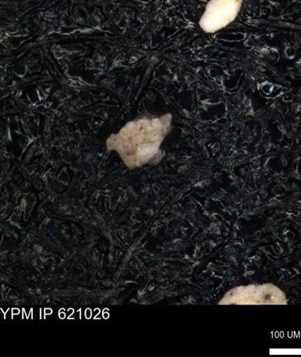 undet. Foraminiferida
