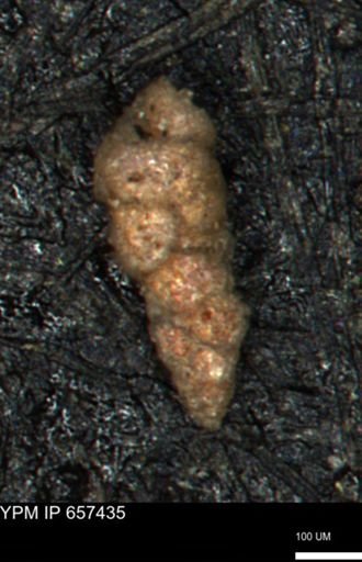 Verneuilinoides hectori