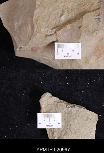 undet. Nautiloidea