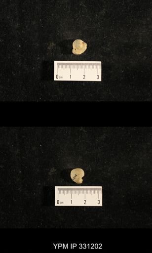 Euphemites sp.