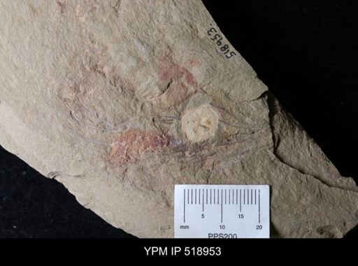 undet. Graptolithina