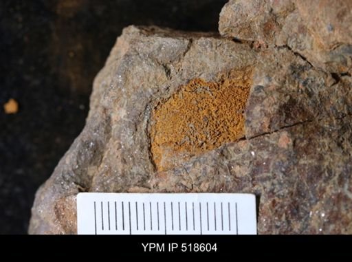 undet. Echinodermata