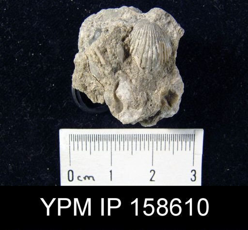 Rhynchotrema prinstana