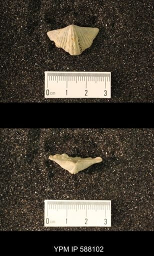 Platystrophia acutilirata