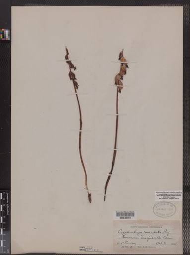 Corallorhiza maculata