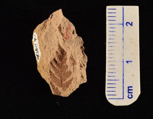 Cladophlebis sp.